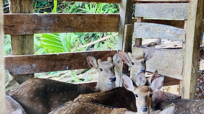 Membangunkan model ekonomi baharu di kawasan pergunungan.