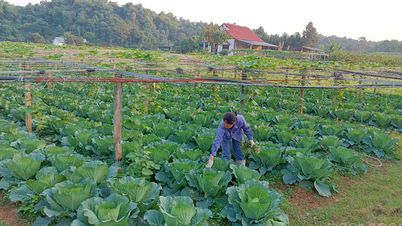 Los agricultores de la comuna de Gia Phu están desarrollando proactivamente una agricultura limpia y verde.
