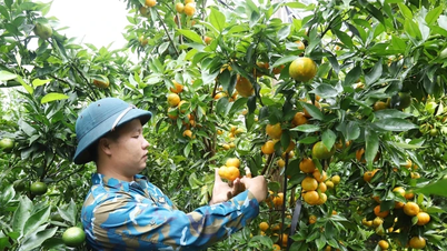 Gần 115 nghìn lượt hội viên, nông dân được tập huấn, đào tạo nghề, chuyển giao khoa học kỹ thuật