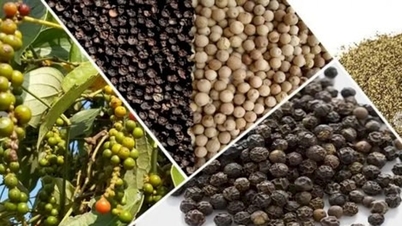Giá tiêu hôm nay 24/12: Thị trường đi ngang ở mức 149.500 đồng/kg