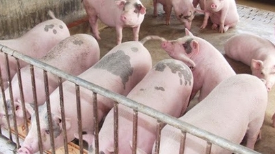 Pork prices today, December 24th: Sharp increase, reaching a peak of 71,000 VND/kg