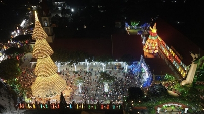 Đồng Nai: Giáng sinh lạ mắt với cây thông nón lá cao 35 m