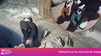 Thực hư đột nhập sở thú ở Mỹ mặc áo cho chim cánh cụt rồi đi về