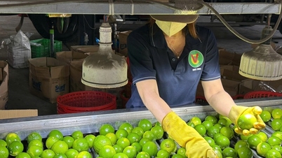 Die Exporte von Obst und Gemüse werden voraussichtlich im Jahr 2025 einen Rekordwert von 8,5 Milliarden US-Dollar erreichen – den höchsten Wert aller Zeiten.