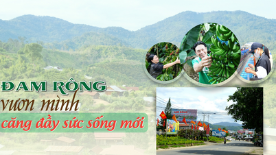 ដំរ៉ុងកំពុងពោរពេញដោយជីវិតថ្មី។