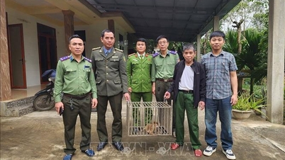 Province de Quang Tri : Deux singes dorés rares ont été offerts par des habitants locaux.