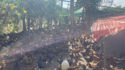 Diversifying livelihoods reduces poverty in Duc Linh.