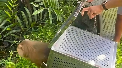 カントー市、3匹の猿を自然の生息地に返した。