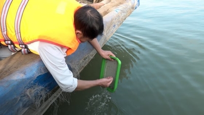 Release 200,000 juvenile crabs into the waters of Cat Hai.