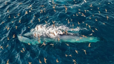 Gia Lai renforce la protection des animaux marins, dans le but de développer une pêche durable.