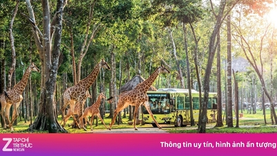 Een baanbrekende mijlpaal voor Vinpearl Safari Phu Quoc in zijn 10-jarige bestaan.