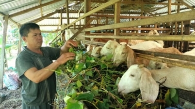 Prévention et contrôle du choléra chez les petits ruminants.