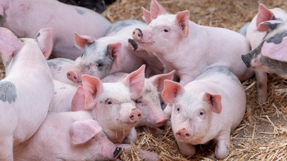 Se așteaptă ca prețurile cărnii de porc să atingă un nou record în 2025.