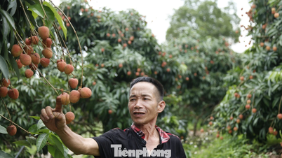 Réduction durable de la pauvreté grâce aux arbres fruitiers à Phuc Hoa