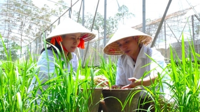Institut Penyelidikan Beras Delta Mekong - tonggak pembangunan benih untuk sektor pertanian.