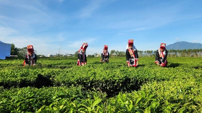 ການຜະລິດກະສິກຳຂອງແຂວງກວາງນິງກຳລັງປ່ຽນຈາກວິທີການແບບດັ້ງເດີມທີ່ອີງໃສ່ປະສົບການໄປສູ່ຂະບວນການ ແລະ ຂັ້ນຕອນທີ່ໄດ້ມາດຕະຖານ.
