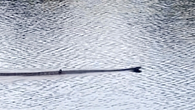 Se ha avistado una cobra real que pesa casi 7 kg en el Parque Nacional U Minh Thuong.