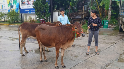 Die Gemeinde Tan Quang spendete 14 Zuchtkühe, um die lokale Bevölkerung bei der Entwicklung der Produktion zu unterstützen.