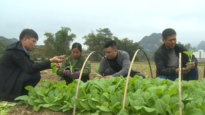 Toda a província está empenhada em plantar quase 35.000 hectares de culturas de inverno-primavera - Jornal Online Cao Bang