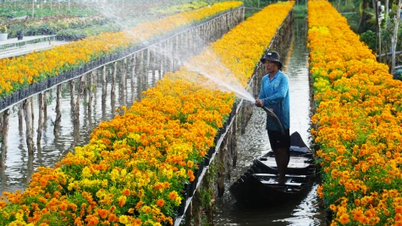 A arte singular de cultivar flores em treliças.