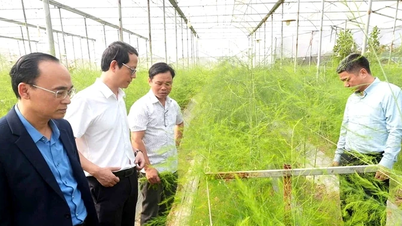 Komune Hoang An mengalu-alukan delegasi pakar yang memberi nasihat tentang pembangunan sains dan teknologi.