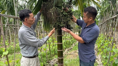 Cau Cao Nhân mất mùa, rớt giá
