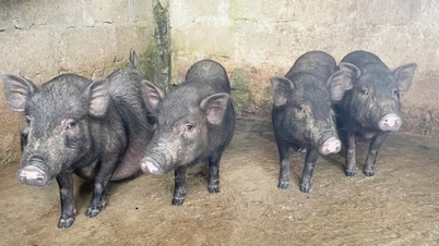 Trouver une marque pour le porc indigène Van Pa.