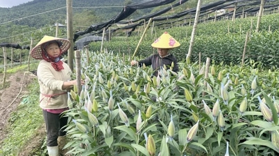 La croissance agricole respectueuse de l'environnement fait de Lao Cai un exemple brillant dans la région.