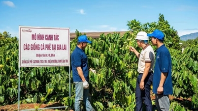 La mise en œuvre efficace du règlement EUDR commence par le renforcement des capacités de gouvernance locale.