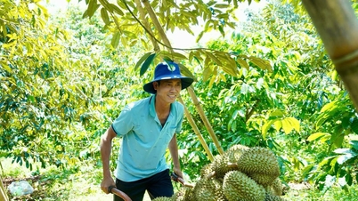 Xuất khẩu rau quả năm 2025 đạt cao nhất từ trước đến nay