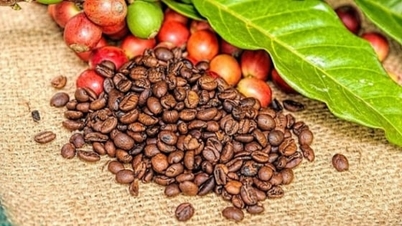 Kaffeepreise heute, 25. Dezember 2025: Robusta setzt seinen Aufwärtstrend fort.