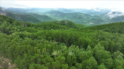 Potencial para o desenvolvimento de uma economia verde a partir de créditos de carbono florestal.