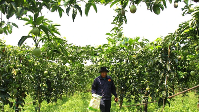 The Million-Dollar Dream and the Sustainable Challenge in Gia Lai, the Passion Fruit Capital