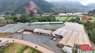 Fraises précoces sur le plateau de Moc Chau.