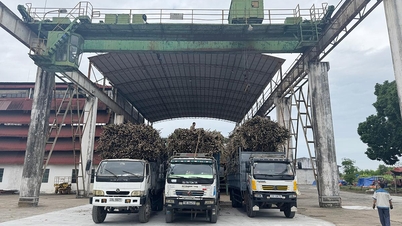 2 000 tonnes de canne à sucre ont été broyées le premier jour de la saison de broyage de la canne à sucre.