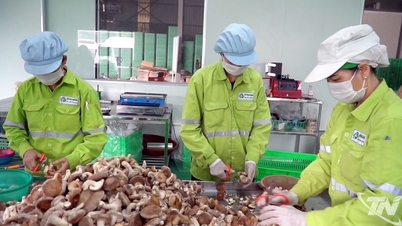 Thai Nguyen promueve la agricultura de alta tecnología.