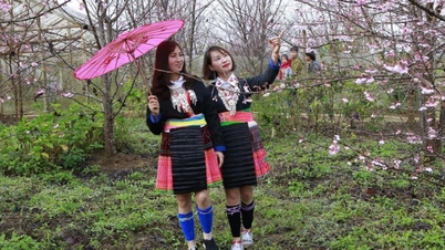 2026년 무옹팡 벚꽃 축제 - 베트남 북서부의 산과 숲 속에서 펼쳐지는 봄의 만남