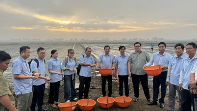Agricultores semeiam com entusiasmo "semeaduras ecológicas" no Parque Nacional de Tram Chim.