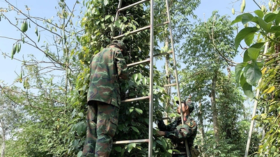 ราคาพริกไทยวันนี้ 26 ธันวาคม 2568: สูงกว่า 150,000 VND/กก.