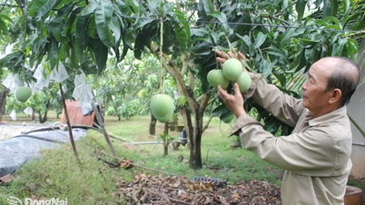 Xuan Loc está replicando modelos exitosos de agricultores que destacan en la producción y los negocios.