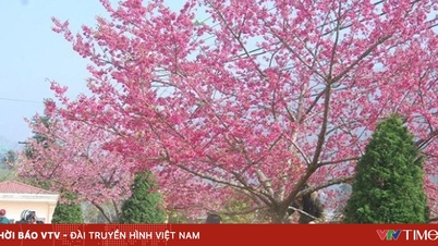 Sa Pa i kirsebærblomstringssesongen