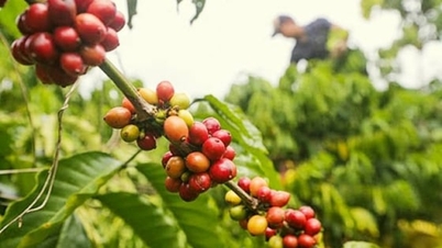 کافی کی قیمتیں آج، 26 دسمبر 2025: مارکیٹ ایک طرف بڑھ رہی ہے۔