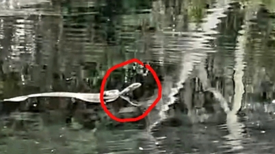 Mengapakah seekor ular tedung selar dengan berat kira-kira 7kg dan berukuran lebih 1.5m panjang ditemui di Taman Negara U Minh Thuong?