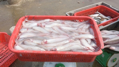 Fishermen in Nghe An province are in the season for catching scad fish.