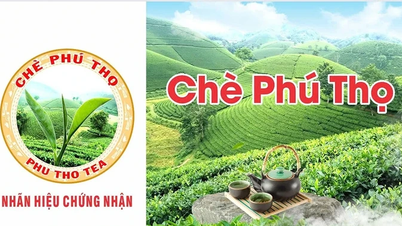 A márka kezelése és fejlesztése a "Phu Tho Tea" márka népszerűsítése érdekében.