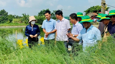 Bac Ninh: Membangunkan model cawangan dan kumpulan persatuan petani profesional.