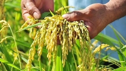 Precios del arroz hoy, 26 de diciembre de 2025: Sin nuevos cambios.