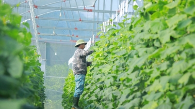 Le secteur de l'agriculture et de l'environnement de Nghe An « surmonte le soleil et la pluie »