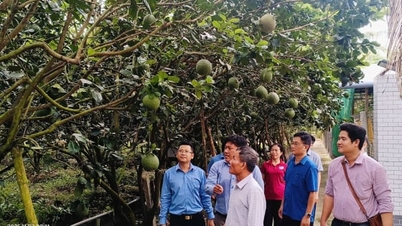 Nông thôn khởi sắc tạo nền tảng mới để Vĩnh Long bứt phá