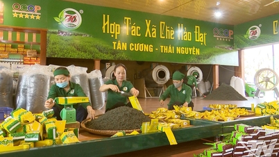 Thai Nguyen eyaleti 5 yılda 250 yeni kooperatif kurdu.